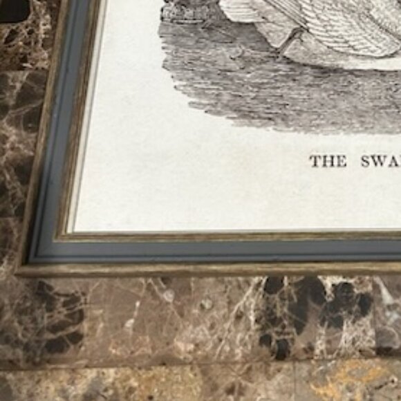 NWT Vintage Swan Print Art Nursery Decor Bird Etching Farmhouse Cottagecore - Picture 8 of 10